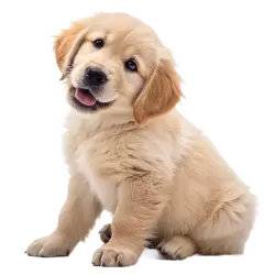 Imagen PNG para descargar